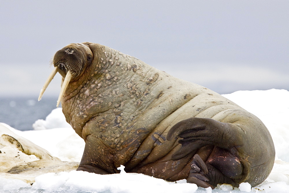 Adult male walrus (Odobenus rosmarus rosmarus) on multi-year ice floes off Bolshoy Island, Barents Sea, Norway