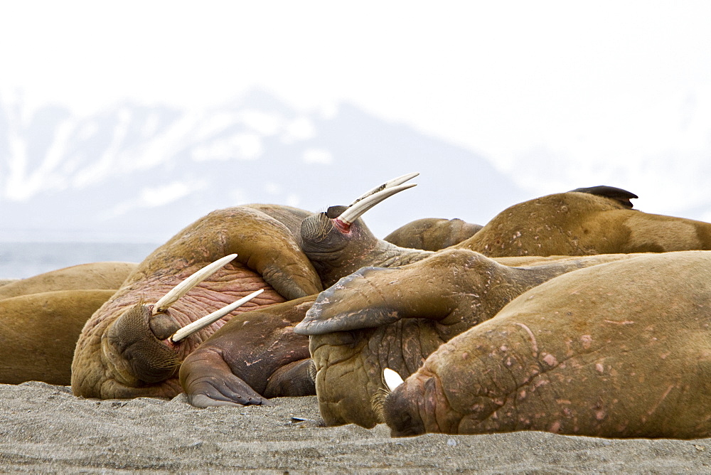Adult male walrus (Odobenus rosmarus rosmarus) hauled out on the beach at Poolepynten in Prins Karls Forland, Barents Sea, Norway