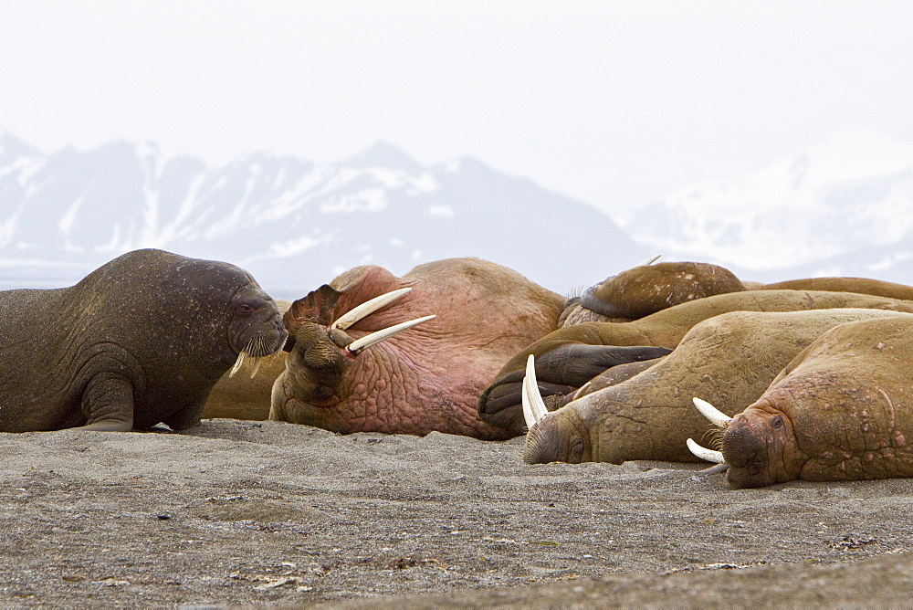 Adult male walrus (Odobenus rosmarus rosmarus) hauled out on the beach at Poolepynten in Prins Karls Forland, Barents Sea, Norway