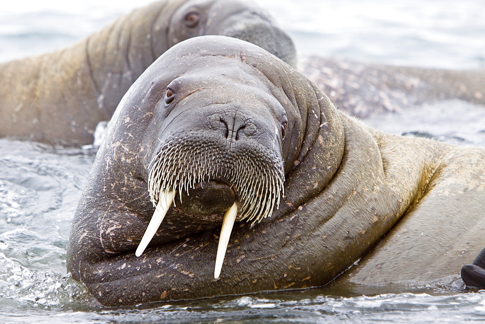 Adult male walrus (Odobenus rosmarus rosmarus), Prins Karls Forland, Svalbard Archipelago, Barents Sea, Norway