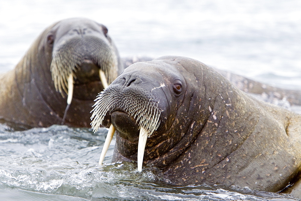 Adult male walrus (Odobenus rosmarus rosmarus), Prins Karls Forland, Svalbard Archipelago, Barents Sea, Norway