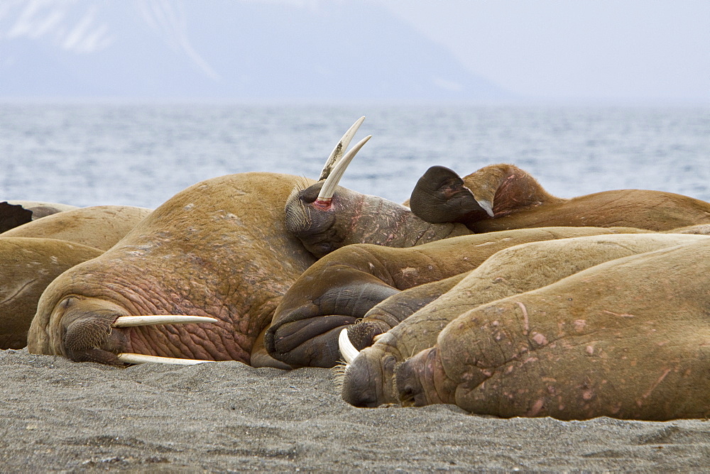 Adult male walrus (Odobenus rosmarus rosmarus) hauled out on the beach at Poolepynten in Prins Karls Forland, Barents Sea, Norway