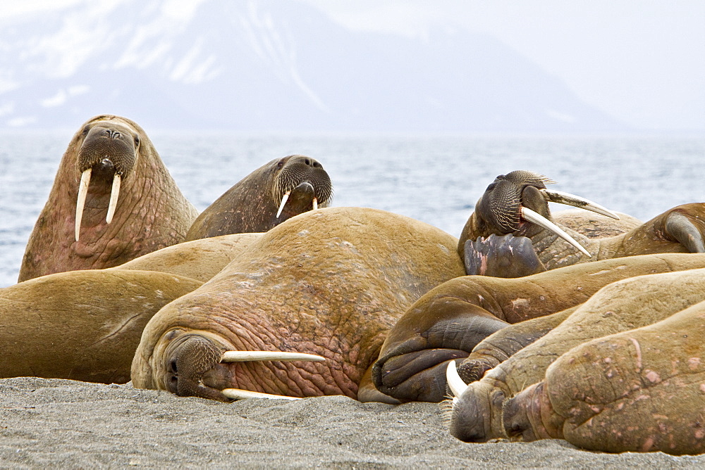 Adult male walrus (Odobenus rosmarus rosmarus) hauled out on the beach at Poolepynten in Prins Karls Forland, Barents Sea, Norway