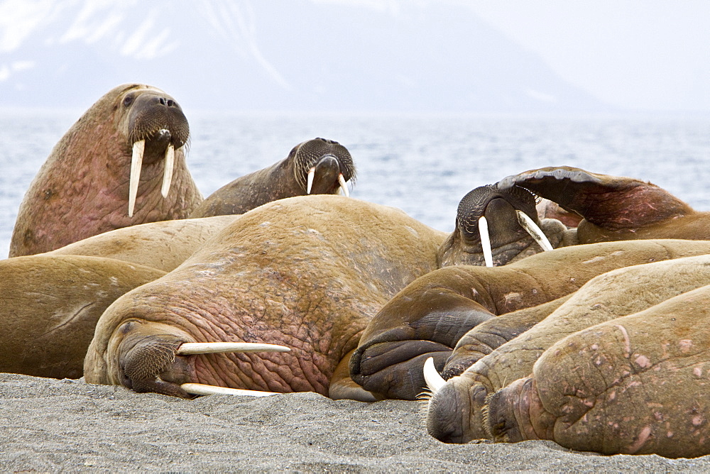 Adult male walrus (Odobenus rosmarus rosmarus) hauled out on the beach at Poolepynten in Prins Karls Forland, Barents Sea, Norway