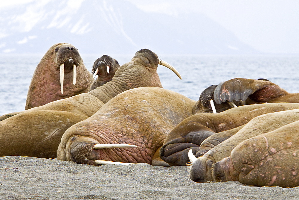 Adult male walrus (Odobenus rosmarus rosmarus) hauled out on the beach at Poolepynten in Prins Karls Forland, Barents Sea, Norway