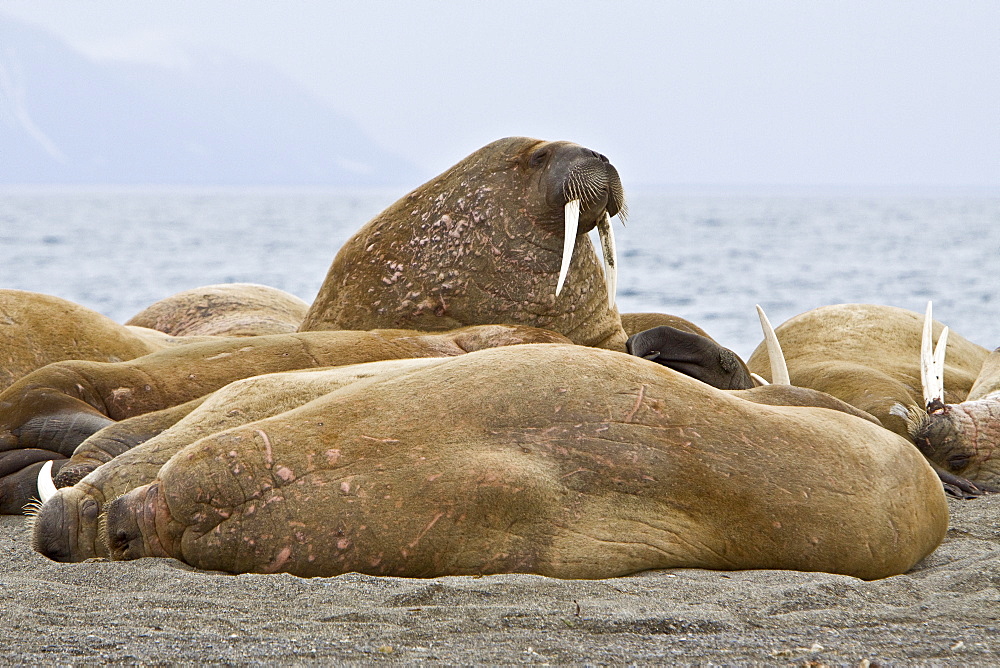 Adult male walrus (Odobenus rosmarus rosmarus) hauled out on the beach at Poolepynten in Prins Karls Forland, Barents Sea, Norway