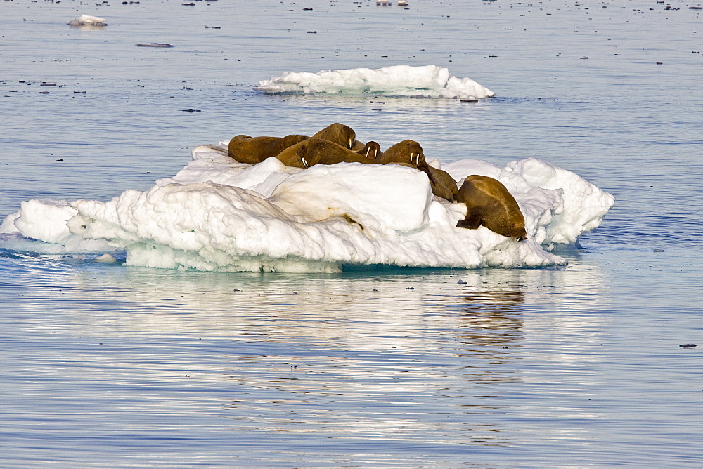 Adult male walrus (Odobenus rosmarus rosmarus) on ice floes near Moffen Island, Barents Sea, Norway