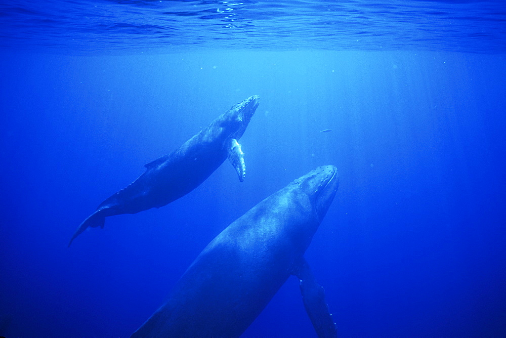 Mother and calf Humpback Whale (Megaptera novaeangliae) underwater in the AuAu Channel, Maui, Hawaii, USA. Pacific Ocean.