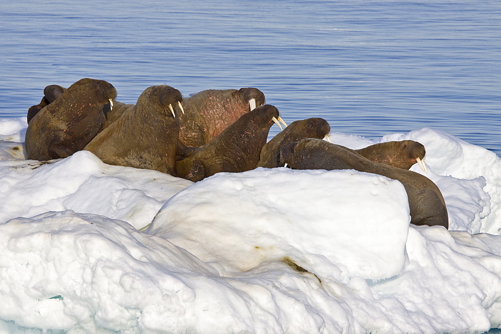 Adult male walrus (Odobenus rosmarus rosmarus) on ice floes near Moffen Island, Barents Sea, Norway