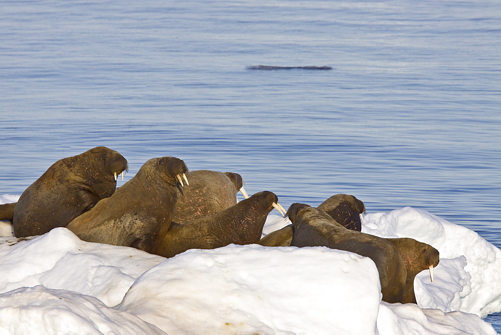 Adult male walrus (Odobenus rosmarus rosmarus) on ice floes near Moffen Island, Barents Sea, Norway