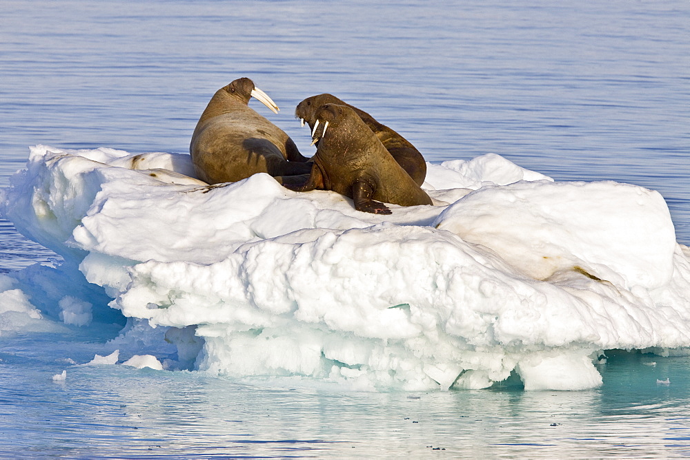 Adult male walrus (Odobenus rosmarus rosmarus) on ice floes near Moffen Island, Barents Sea, Norway