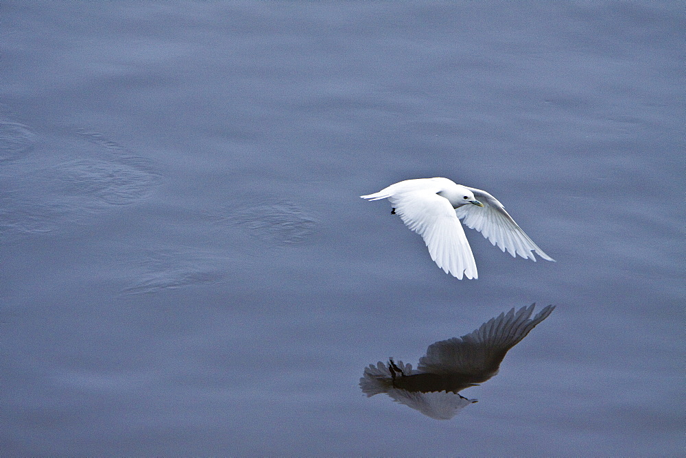 An adult ivory gull (Pagophila eburnea) near Monaco Glacier on the north side of Spitsbergen in the Svalbard Archipelago in the Barents Sea, Norway