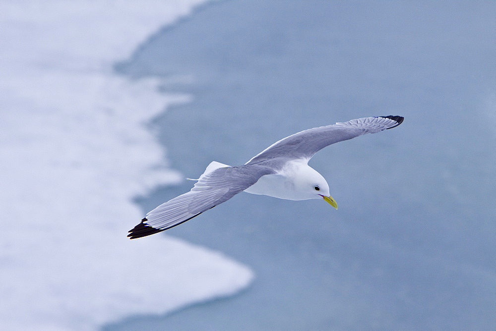 Adult black-legged kittiwake (Rissa tridactyla) near ice in the Svalbard Archipelago, Barents Sea, Norway