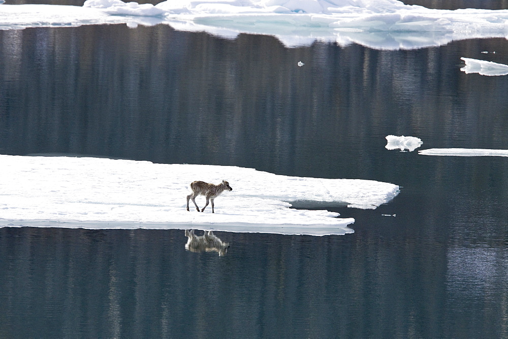 A stranded Svalbard reindeer fawn (Rangifer tarandus platyrhynchus) on ice floe at Monaco Glacier in Wood Fjord, Spitsbergen, Svalbard Archipelago, Norway