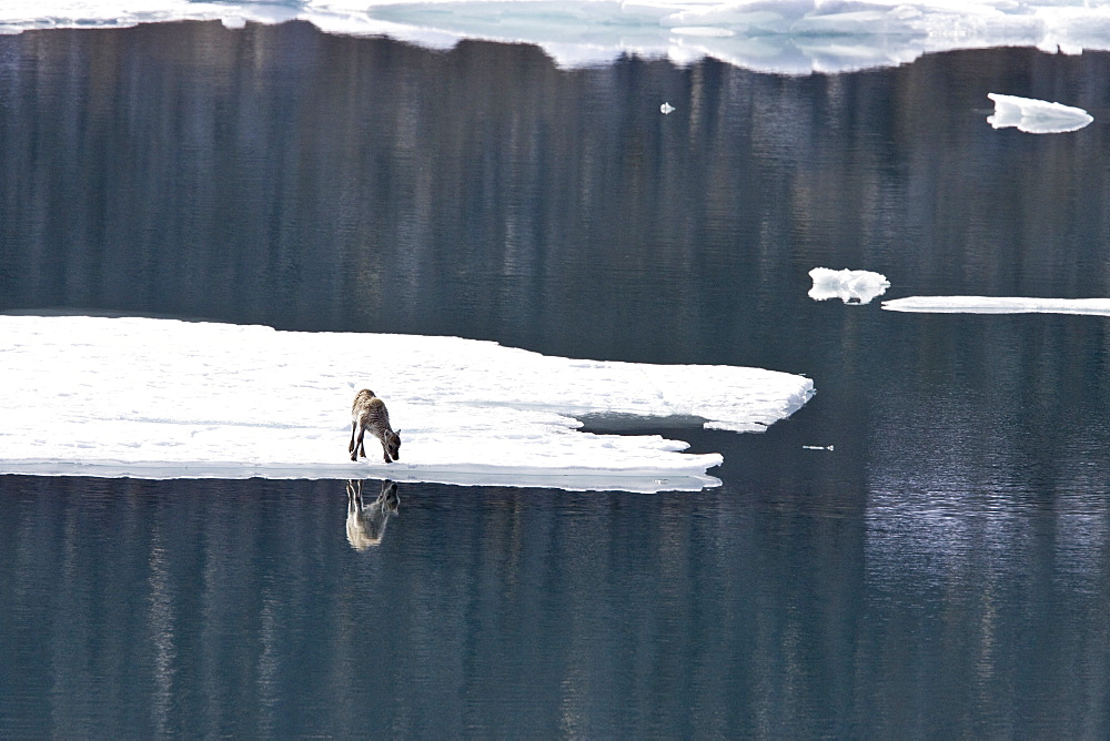 A stranded Svalbard reindeer fawn (Rangifer tarandus platyrhynchus) on ice floe at Monaco Glacier in Wood Fjord, Spitsbergen, Svalbard Archipelago, Norway