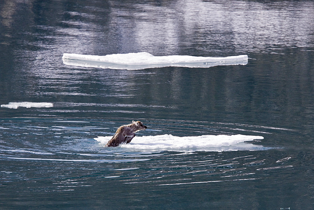 A stranded Svalbard reindeer fawn (Rangifer tarandus platyrhynchus) on ice floe at Monaco Glacier in Wood Fjord, Spitsbergen, Svalbard Archipelago, Norway