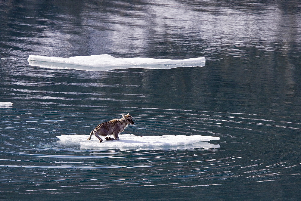 A stranded Svalbard reindeer fawn (Rangifer tarandus platyrhynchus) on ice floe at Monaco Glacier in Wood Fjord, Spitsbergen, Svalbard Archipelago, Norway