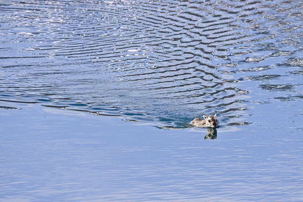 A stranded Svalbard reindeer fawn (Rangifer tarandus platyrhynchus) on ice floe at Monaco Glacier in Wood Fjord, Spitsbergen, Svalbard Archipelago, Norway