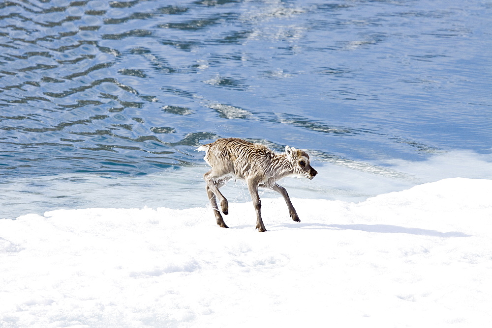 A stranded Svalbard reindeer fawn (Rangifer tarandus platyrhynchus) on ice floe at Monaco Glacier in Wood Fjord, Spitsbergen, Svalbard Archipelago, Norway