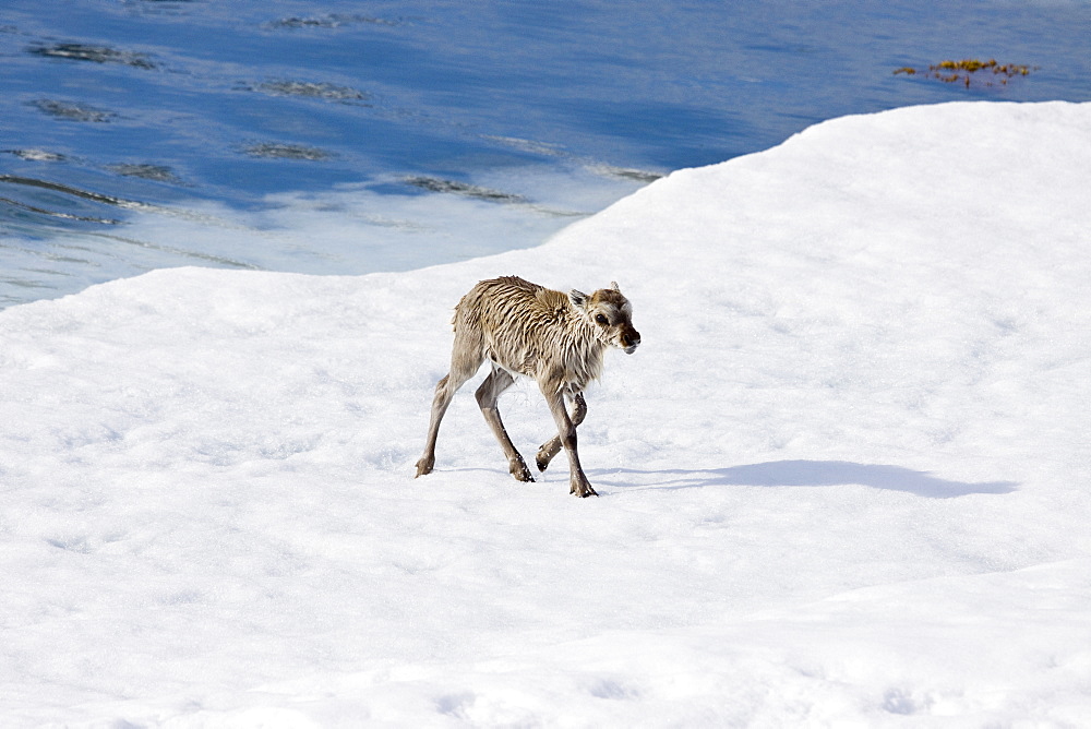 A stranded Svalbard reindeer fawn (Rangifer tarandus platyrhynchus) on ice floe at Monaco Glacier in Wood Fjord, Spitsbergen, Svalbard Archipelago, Norway