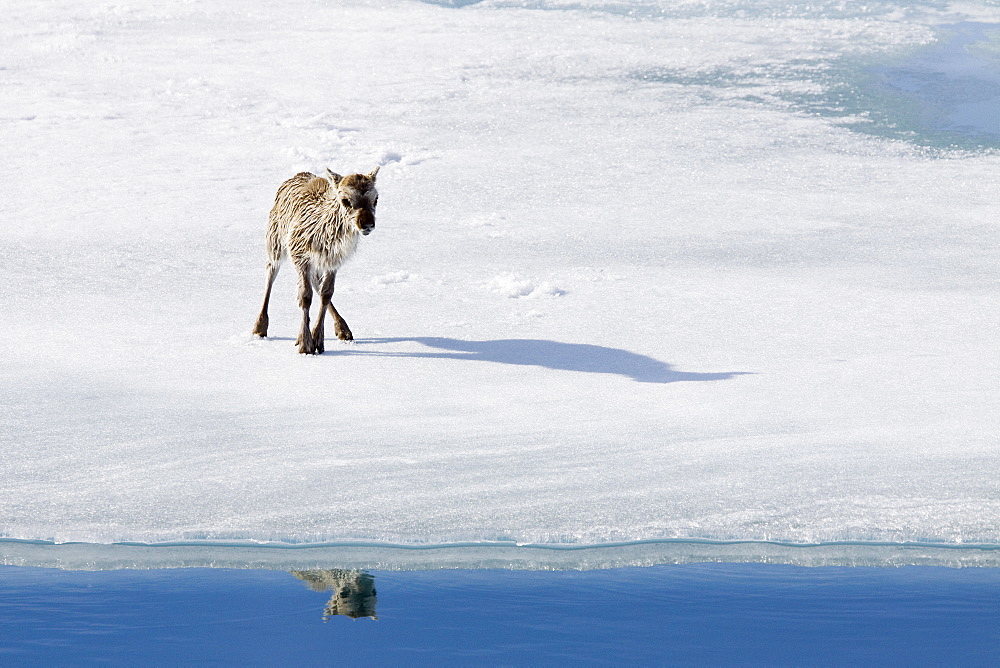 A stranded Svalbard reindeer fawn (Rangifer tarandus platyrhynchus) on ice floe at Monaco Glacier in Wood Fjord, Spitsbergen, Svalbard Archipelago, Norway