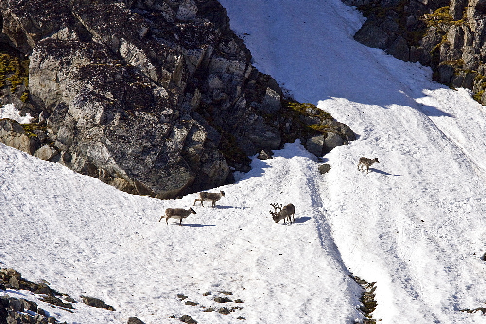 Svalbard reindeer (Rangifer tarandus platyrhynchus) on steep slope in Habenichtbutka, Edge Island in the Svalbard Archipelago, Norway