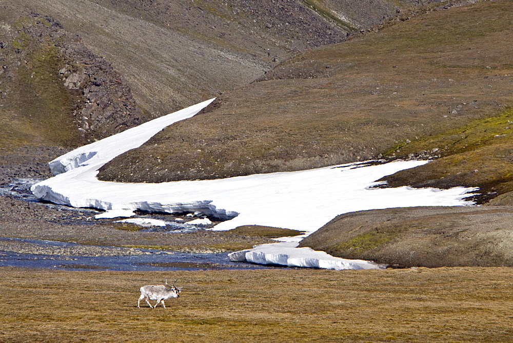 Svalbard reindeer (Rangifer tarandus platyrhynchus) on the tundra in Habenichtbutka, Edge Island in the Svalbard Archipelago, Norway