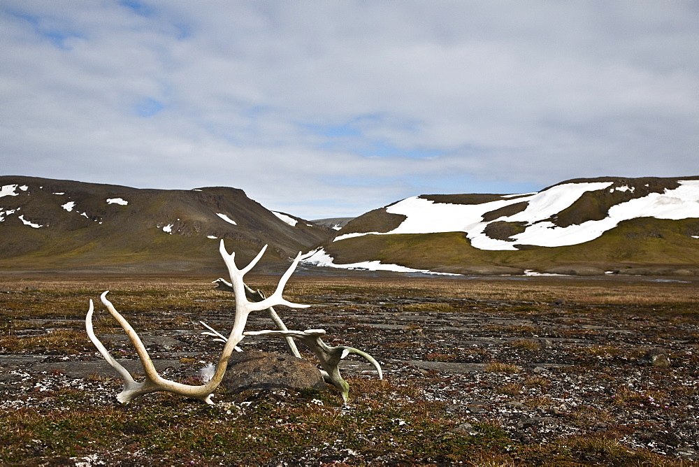 Svalbard reindeer antlers (Rangifer tarandus platyrhynchus) on the gentle plains of Talaveraflya on the south shore of Borentsoya, Svalbard Archipelago, Norway