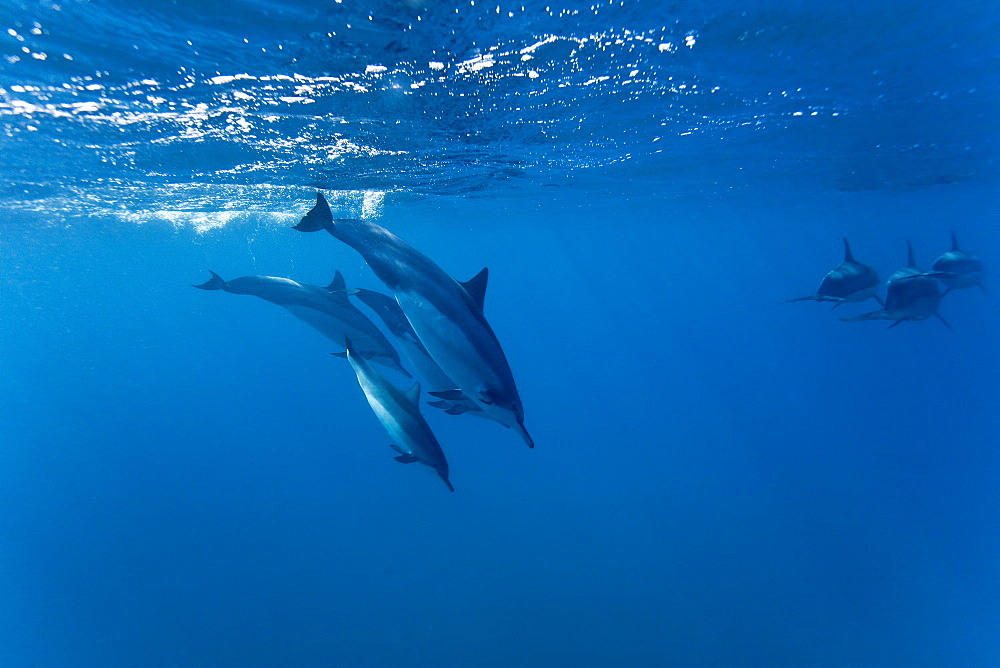 Hawaiian Spinner Dolphin pod (Stenella longirostris) underwater in Honolua Bay off the northwest coast of Maui, Hawaii, USA, Pacific Ocean