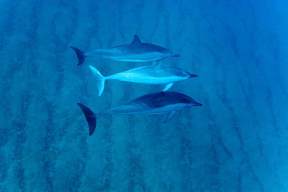 Hawaiian Spinner Dolphin pod (Stenella longirostris) underwater in Honolua Bay off the northwest coast of Maui, Hawaii, USA, Pacific Ocean