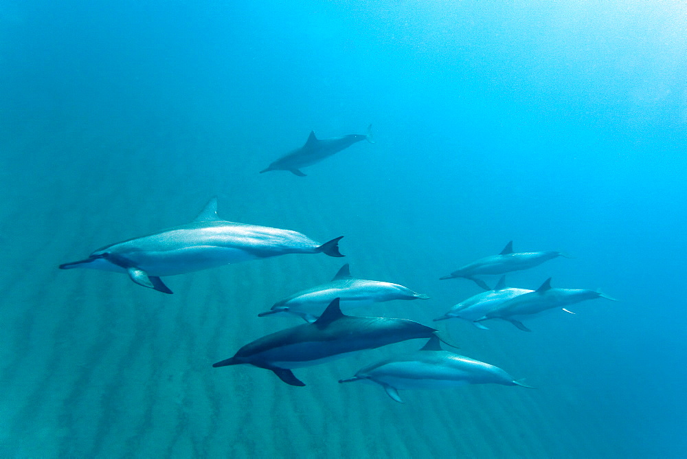 Hawaiian Spinner Dolphin pod (Stenella longirostris) underwater in Honolua Bay off the northwest coast of Maui, Hawaii, USA, Pacific Ocean