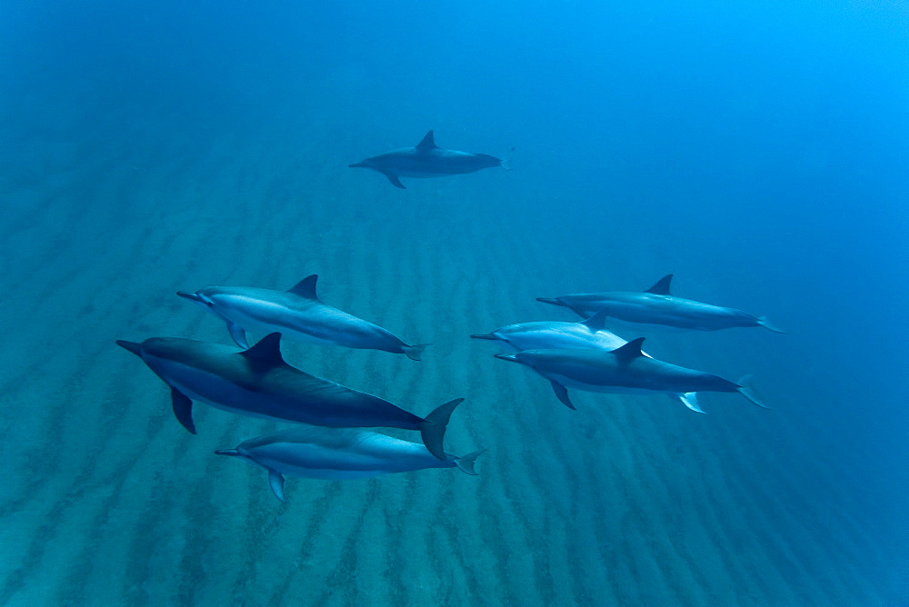 Hawaiian Spinner Dolphin pod (Stenella longirostris) underwater in Honolua Bay off the northwest coast of Maui, Hawaii, USA, Pacific Ocean