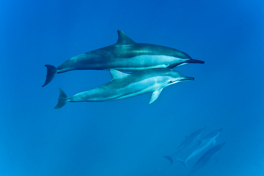 Hawaiian Spinner Dolphin pod (Stenella longirostris) underwater in Honolua Bay off the northwest coast of Maui, Hawaii, USA, Pacific Ocean