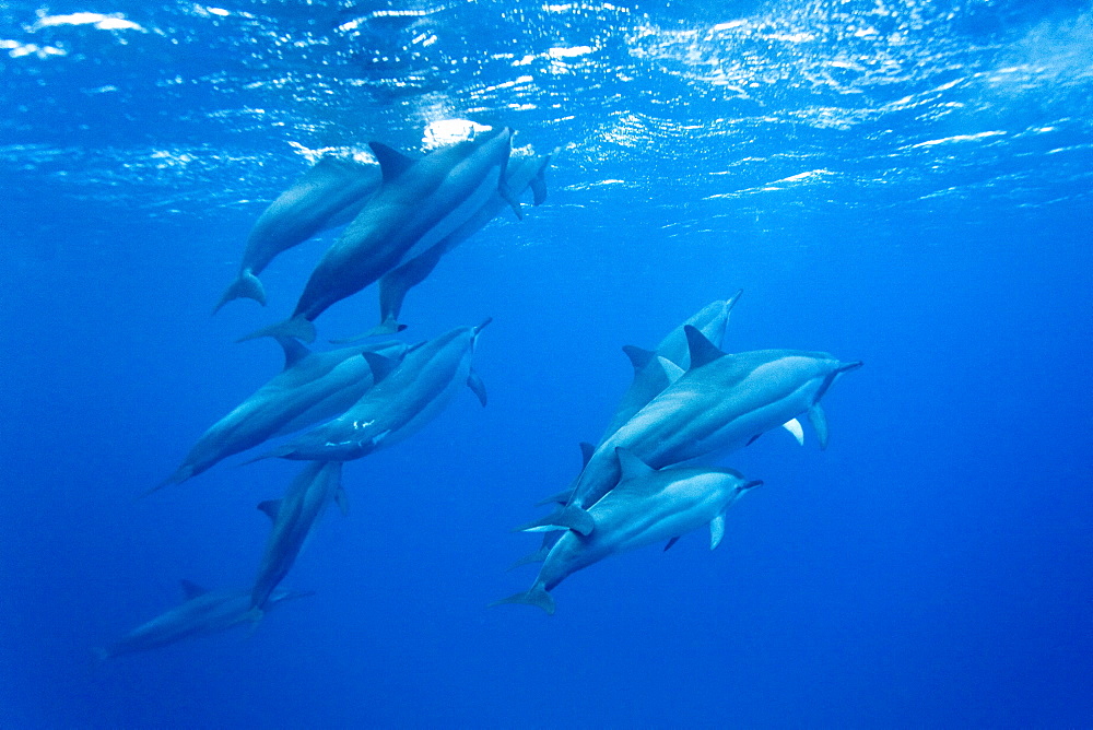 Hawaiian Spinner Dolphin pod (Stenella longirostris) underwater in Honolua Bay off the northwest coast of Maui, Hawaii, USA, Pacific Ocean