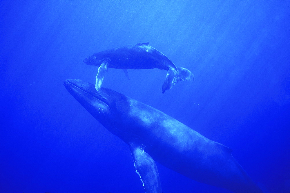 Mother and calf Humpback Whale (Megaptera novaeangliae) underwater in the AuAu Channel, Maui, Hawaii, USA. Pacific Ocean.