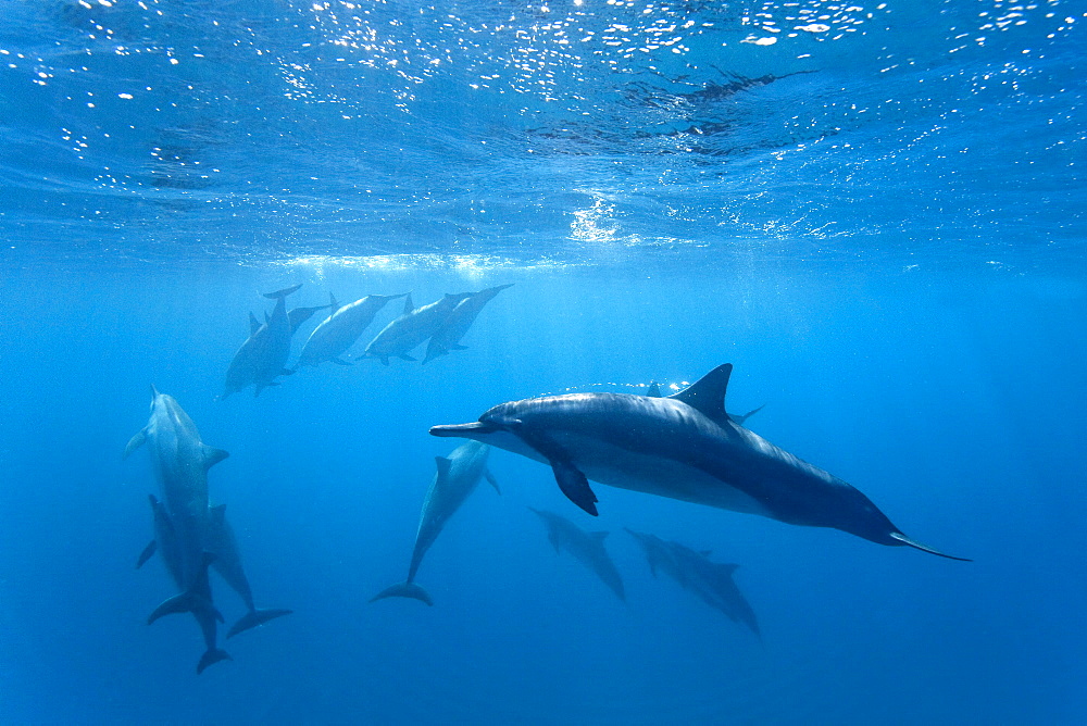 Hawaiian Spinner Dolphin pod (Stenella longirostris) underwater in Honolua Bay off the northwest coast of Maui, Hawaii, USA, Pacific Ocean