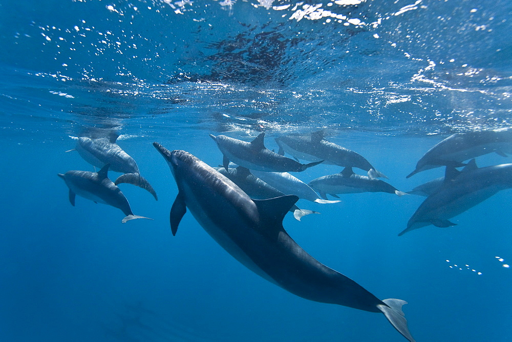 Hawaiian Spinner Dolphin pod (Stenella longirostris) underwater in Honolua Bay off the northwest coast of Maui, Hawaii, USA, Pacific Ocean