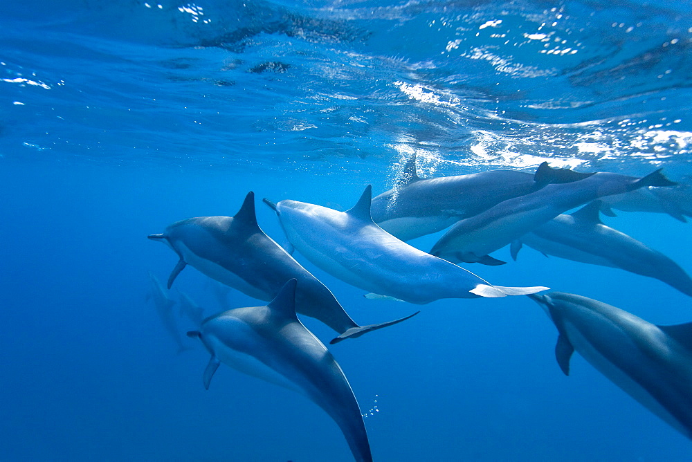 Hawaiian Spinner Dolphin pod (Stenella longirostris) underwater in Honolua Bay off the northwest coast of Maui, Hawaii, USA, Pacific Ocean