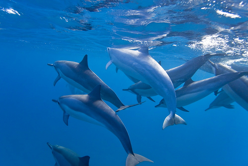 Hawaiian Spinner Dolphin pod (Stenella longirostris) underwater in Honolua Bay off the northwest coast of Maui, Hawaii, USA, Pacific Ocean