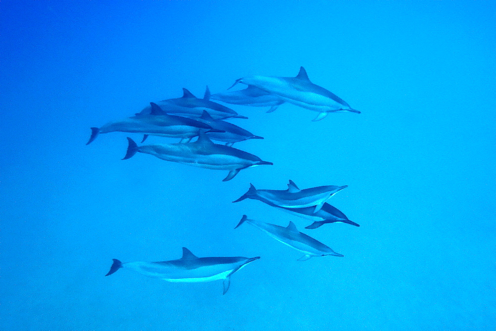 Hawaiian Spinner Dolphin pod (Stenella longirostris) underwater in Honolua Bay off the northwest coast of Maui, Hawaii, USA, Pacific Ocean