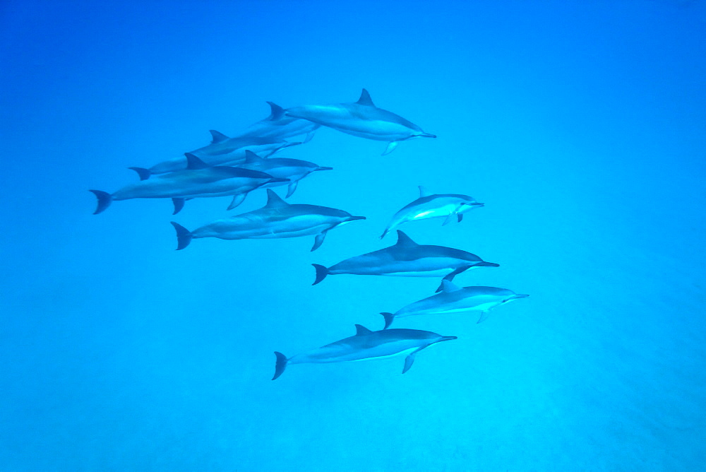 Hawaiian Spinner Dolphin pod (Stenella longirostris) underwater in Honolua Bay off the northwest coast of Maui, Hawaii, USA, Pacific Ocean