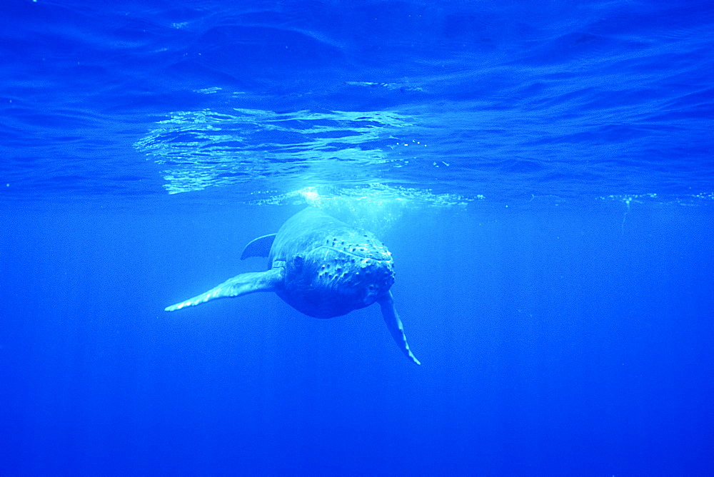 Curious calf Humpback Whale (Megaptera novaeangliae)approaches camera underwater in the AuAu Channel, Maui, Hawaii.
