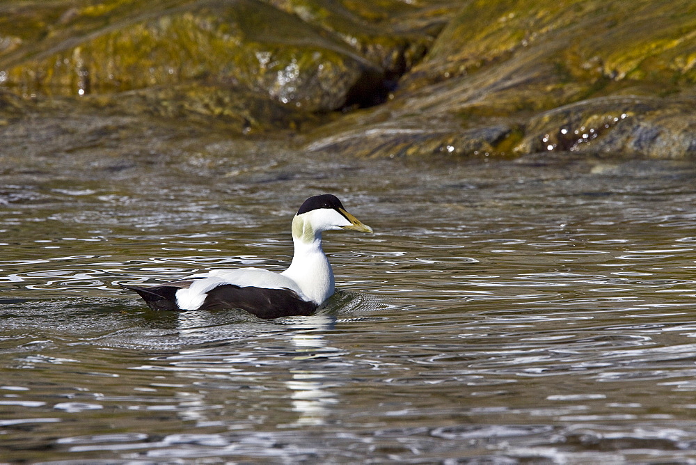 Adult male common eider duck (Somateria mollissima) in breeding plumage in the Svalbard Archipelago in the Barents Sea, Norway