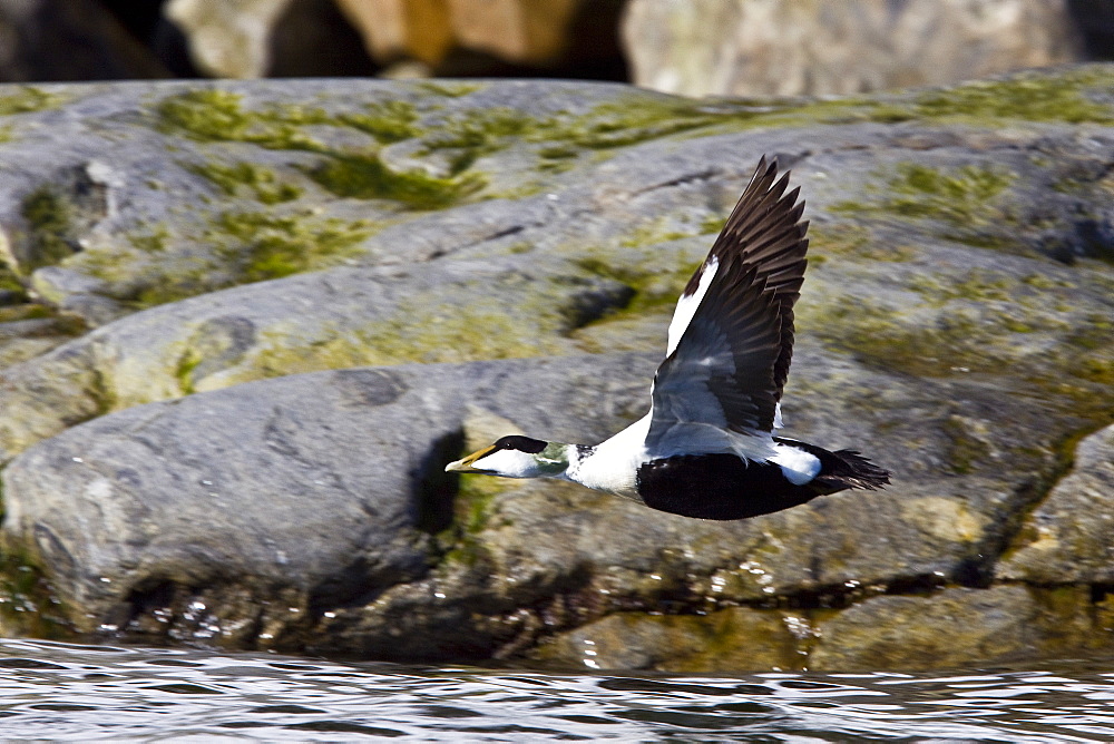 Adult male common eider duck (Somateria mollissima) in breeding plumage in the Svalbard Archipelago in the Barents Sea, Norway