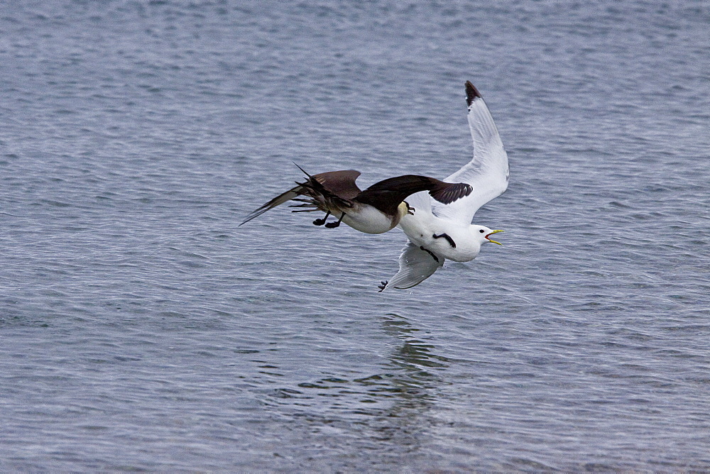 Adult Arctic Skua (Stercorarius parasiticus) attacking a black-legged kittiwake to force it to drop food in the Svalbard Archipelago