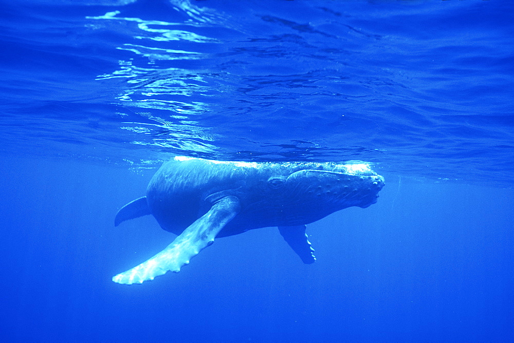 Curious calf Humpback Whale (Megaptera novaeangliae)approaches camera underwater in the AuAu Channel, Maui, Hawaii.
