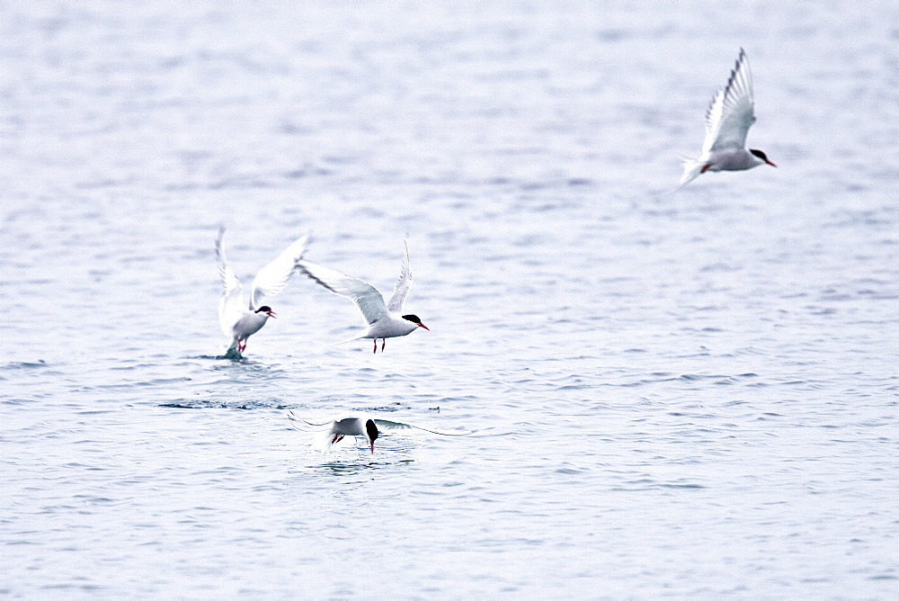 Adult arctic tern (Sterna paradisaea) feeding on small fish and krill in Esbukta on Spitsbergen Island in the Svalbard Archipelago, Norway