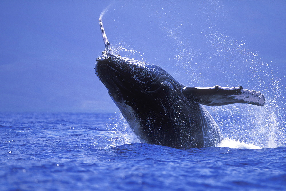 Humpback Whale calf (Megaptera novaeangliae) breaching/head-lunging in the AuAu Channel near Maui, Hawaii, USA. Pacific Ocean.