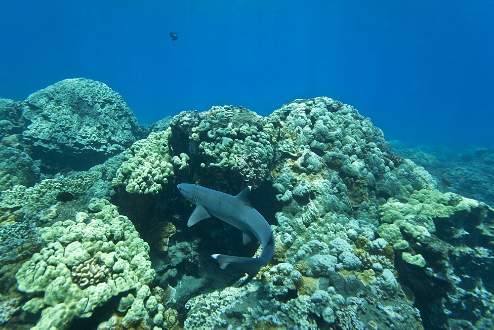 White-tipped reef shark (Triaenodon obesus) foraging on the  reef at Olowalu on the west coast of Maui, Hawaii, USA. Pacific Ocean.