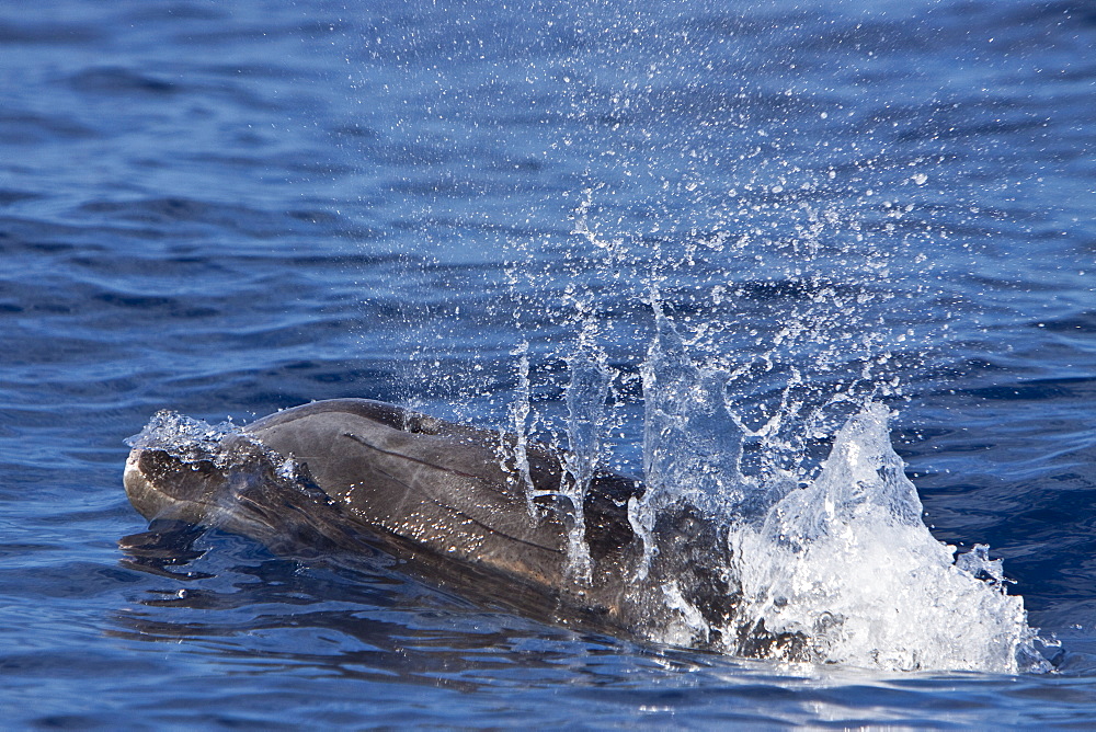 A small pod of bottlenose dolphins (Tursiops truncatus) surfacing of the west coast of the Island of Maui, Hawaii, USA. Pacific Ocean.